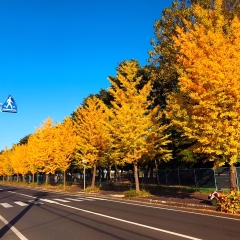 【盛岡】岩手県営運動公園沿い