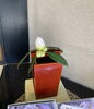 椿の種類の中でも一番大きい椿「袖隠し（そでかくし）」だそうです。（^人^）楽しみです！「3月23日(月) 定休日です」