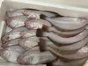 「本日鮮魚入荷いたしました。[岩牡蠣は７月から販売致します。]」