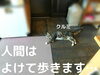 「床に寝転ぶ2匹」