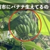 市川市動植物園の「植物園」のほうに行ってみた