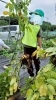 見てみてーー！！「じゃがいも掘り🥔☀️」