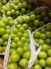 マスカット「旬な食材を取り入れたメニューのご紹介♪」