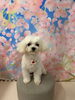 マルチーズ ニコちゃん🐣「✂️🐶斐川町トリミングサロン🐕 ͗ ͗✨.ﾟ･*..☆.｡.」