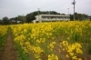 更科小学校富田分校前で菜の花が満開です 千葉市民ライターがゆく 千葉市民が 千葉市の魅力的な情報を紹介 まいぷれ 千葉市緑区