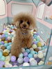 ティアラちゃん「ましゅまろ幼稚園🐾」