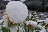 綿帽子ならぬ綿のマスク？？「初雪が降りました。ヒマワリが綿帽子を被りました。」