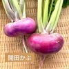 開田かぶ「オリジナルのかぶ漬けを作ってみませんか？」