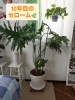 こちらは日当たりの良いサロン部屋に「19年目のシンボルツリーがあるってすごくない？？」