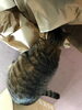 「【しまこ】宅配便の紙に興味津々」