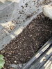「桐屋菜園通信｜玉ねぎを収穫しました」