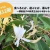 ＜第12回＞　癒しの花に出会う日々