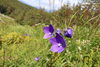 「登山道は、そのまま花畑」