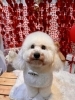 ビションフリーゼのカット「🐶チワプー、ビション、ダックス、トリミングのお友達❤️」