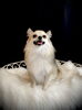 ラムちゃん「わんことモノトーン　(^｡^)」