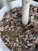 水が足りていない植木「植え替えのご依頼🪴」