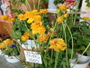 「歓送迎会やお祝いに。明るく華やかな寄せ植えを贈りませんか」