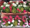 オリジナルの寄せ植えお作りします「♬敬老の日☆秋のお彼岸♬」