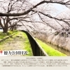 志井川　徳力公団付近「 🌸**編集部おすすめ桜スポット 第2弾! 」