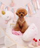 サランちゃん「Anniversary photo　(^O^)／」
