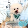 ビション　カット「⚓️6月の営業日⚓️🐶ビションフリーゼ、ダックス、トリミングのお友達⚓️」