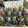 山野草、食虫植物、ホワイトセージなど入荷しております。 | casa