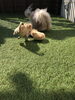 ひゃっほぅ　笑「babyちゃん&ドッグカフェのお知らせ　^o^」