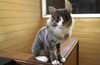 「苫小牧女子カメラマンのお猫様」
