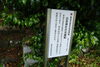 「新見市おでかけ情報（日吉神社の夫婦樅）」