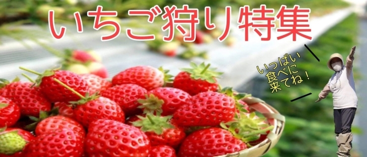 いちご狩り特集 まいぷれ 千歳 恵庭 いちご狩り特集 まいぷれ 千歳 恵庭