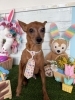 ミニピン　シャンプー「ミニピン、ダックス、トイプードル、トリミングのお友達🐣」