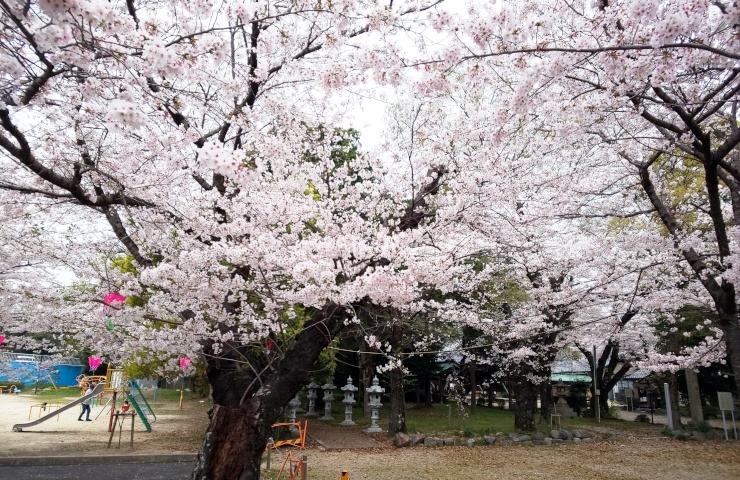 坂下神社のさくらです～♪「春よ、来い♪　2022年は桜の開花が平年並み！？　地元でお花見、桜（さくら）スポット情報公開中！」