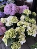 「鉢花入荷情報📢」