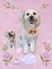 「Dog salon mofu mofu　余市町」