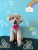 「可愛い子ちゃん♡ Dog salon mofu mofu 余市町」