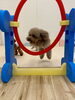 もっちーちゃんジャンプ「ましゅまろ幼稚園🐾」