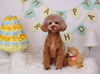 ぺろん　ネムくん「Anniversaryphoto　(*^-^*)」
