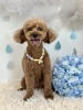 さくらちゃん　１４歳「シニアわんこと梅雨☔️」