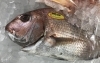 「魚魚市場鮮魚コーナーおすすめは「エビスダイ」です♪」
