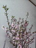 「【泉佐野市、貝塚市、熊取町、日根野】でお住まいの方で桜をプレゼントしたい方、お花見がしたい方にオススメの花屋りっちゅ情報」