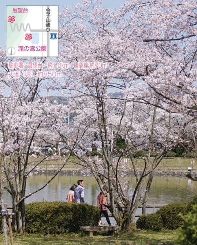 滝の宮公園「Hoo-JA! vol.398「ウォーキング桜並木」特集！」
