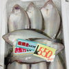 「魚魚市場鮮魚コーナーおすすめは「シビマグロ・ボイル伊勢えび」です♪」