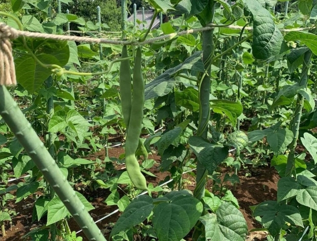 「美味しい野菜のご紹介です✨️【採れたてご褒美便】」