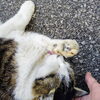 いつものナデナデしてくれにゃー「(ΦωΦ) 新年ネコにご挨拶 (=^・^=)　★英会話と体操のコラボ教室（堀切、お花茶屋、綾瀬、亀有、小菅）」