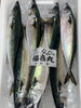 鯖「本日岩牡蠣入荷致しました」