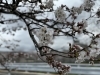 湖南市　桜「湖南市　さくら」