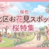 北区十条の桜特集