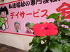「ハイビスカスがやっと１輪咲きました〜(^O^)‼️。」