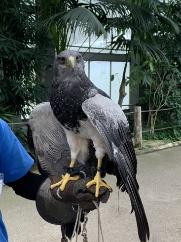 「鳥さんと戯れました」