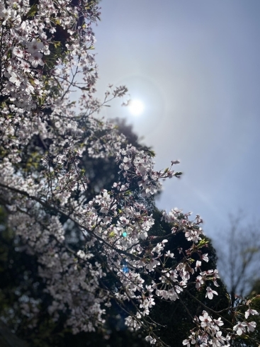 桜と太陽のまわりの虹？不思議な空でした♬︎♡「出雲市上塩冶町のエステサロンMerci☆本日より新店舗で営業スタート♪♪」